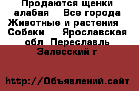 Продаются щенки алабая  - Все города Животные и растения » Собаки   . Ярославская обл.,Переславль-Залесский г.